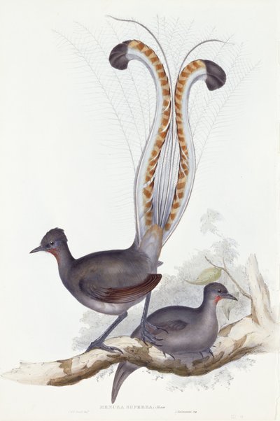 Menura Superba: Shaw. Pl. 14. Vol. III, 1837-1848 door John Gould